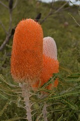 Banksia prionotes
