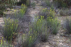 Glischrocaryon behrii