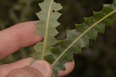 Banksia prionotes
