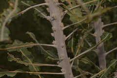 Banksia prionotes