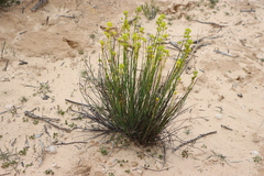 Glischrocaryon behrii