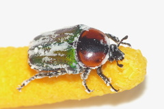 Leucocelis
