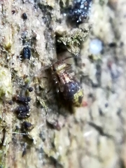 Lepidopsocidae