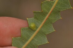 Banksia prionotes