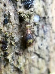 Lepidopsocidae