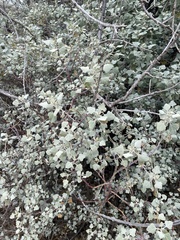 Chenopodium oahuense