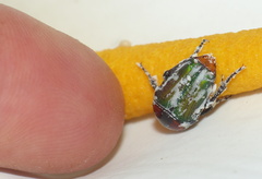 Leucocelis