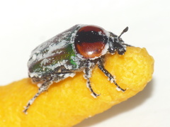 Leucocelis