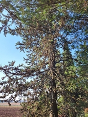 Cupressus sempervirens