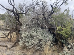 Chenopodium oahuense