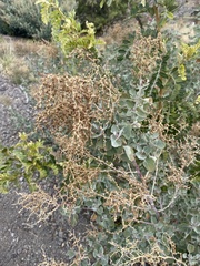 Chenopodium oahuense