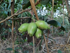 Syzygium richii