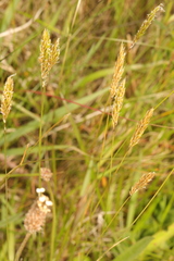 Anthoxanthum odoratum
