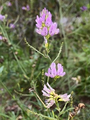Medicago sativa