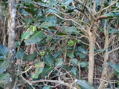 Syzygium richii