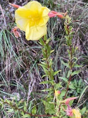 Oenothera glazioviana