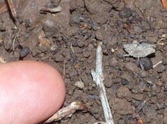 Tettiella