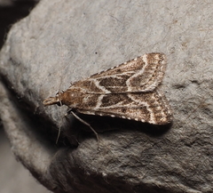 Stemmatophora borgialis