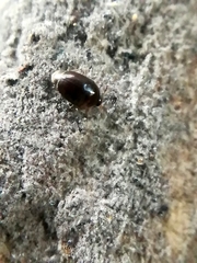 Sericoderus
