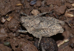 Tettiella