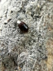 Sericoderus