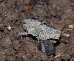 Tettiella