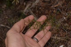 Corynotheca micrantha