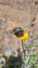 Geoborus rugipennis
