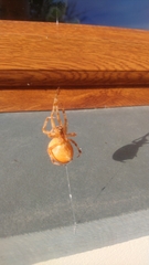 Araneus