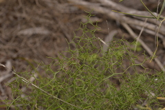 Corynotheca micrantha