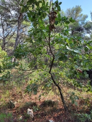 Quercus pubescens