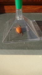 Araneus