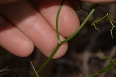 Corynotheca micrantha