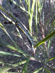 Uresiphita