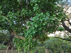Hernandia nymphaeifolia