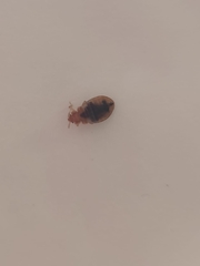Cimex lectularius
