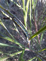 Uresiphita