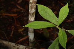 Psychotria