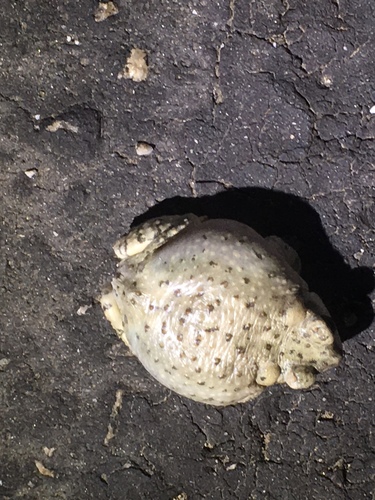 iNaturalist observation photo of Red-spotted Toad