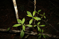 Psychotria