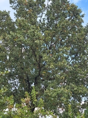 Quercus trojana