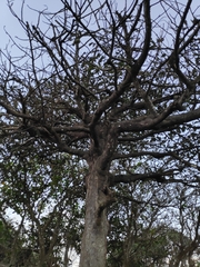 Myristica hypargyraea
