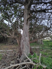 Myristica hypargyraea