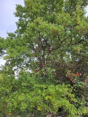Quercus trojana