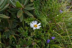 Aster takasagomontanus