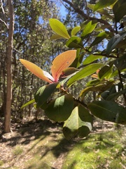 Myrsine lessertiana