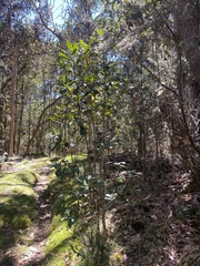 Myrsine lessertiana