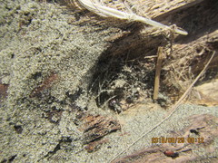 Mesites pallidipennis