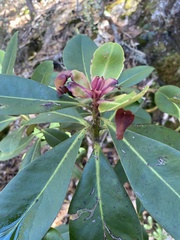 Myrsine lessertiana