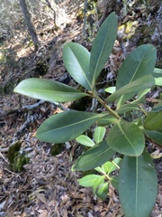 Myrsine lessertiana
